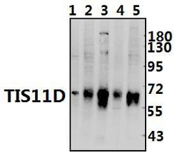 Invitrogen TIS11D Polyclonal Antibody 100 &mu;L; Unconjugated:Antibodies,
