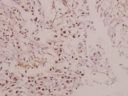 Invitrogen IRX1 Polyclonal Antibody 100 &mu;L; Unconjugated:Antibodies,