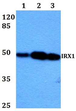 Invitrogen IRX1 Polyclonal Antibody 100 &mu;L; Unconjugated:Antibodies,