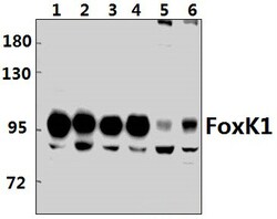 Invitrogen FOXK1 Polyclonal Antibody 100 &mu;L; Unconjugated:Antibodies,