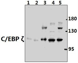 Invitrogen C/EBP zeta Polyclonal Antibody 100 &mu;L; Unconjugated:Antibodies,