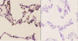 Invitrogen SIAH1/SIAH2 Polyclonal Antibody 100 &mu;L; Unconjugated:Antibodies,