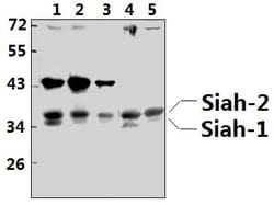 Invitrogen SIAH1/SIAH2 Polyclonal Antibody 100 &mu;L; Unconjugated:Antibodies,
