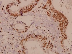 Invitrogen HES6 Polyclonal Antibody 100 &mu;L; Unconjugated:Antibodies,
