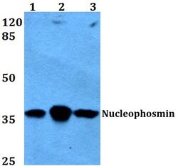 Invitrogen NPM1 Polyclonal Antibody 100 &mu;L; Unconjugated:Antibodies,