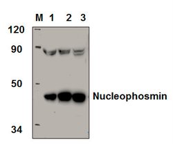 Invitrogen NPM1 Polyclonal Antibody 100 &mu;L; Unconjugated:Antibodies,