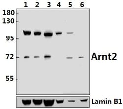 Invitrogen ARNT2 Polyclonal Antibody 100 μL; Unconjugated:Antibodies,