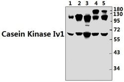Invitrogen CK1 gamma-1 Polyclonal Antibody 100 &mu;L; Unconjugated:Antibodies,