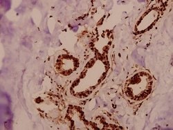 Invitrogen GTF3C3 Polyclonal Antibody 100 &mu;L; Unconjugated:Antibodies,