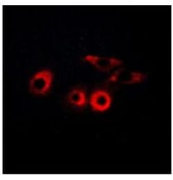 Invitrogen Laminin gamma-1 Polyclonal Antibody 100 &mu;L; Unconjugated:Antibodies,