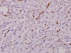 Invitrogen Laminin gamma-1 Polyclonal Antibody 100 &mu;L; Unconjugated:Antibodies,