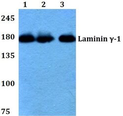 Invitrogen Laminin gamma-1 Polyclonal Antibody 100 &mu;L; Unconjugated:Antibodies,