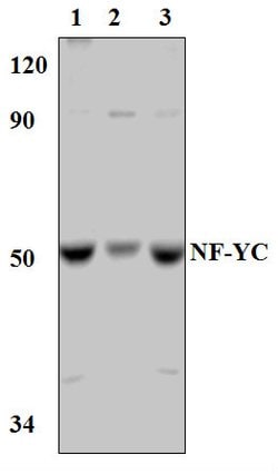 Invitrogen NFYC Polyclonal Antibody 100 &mu;L; Unconjugated:Antibodies,