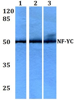 Invitrogen NFYC Polyclonal Antibody 100 &mu;L; Unconjugated:Antibodies,
