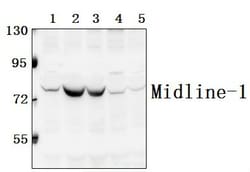 Invitrogen MID1 Polyclonal Antibody 100 &mu;L; Unconjugated:Antibodies,