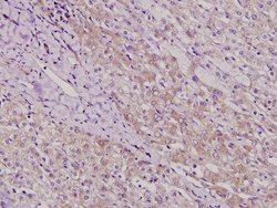 Invitrogen TAF5 Polyclonal Antibody 100 &mu;L; Unconjugated:Antibodies,