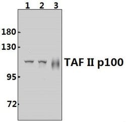 Invitrogen TAF5 Polyclonal Antibody 100 &mu;L; Unconjugated:Antibodies,