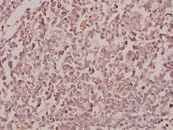 Invitrogen RhoBTB1/RhoBTB2 Polyclonal Antibody 100 &mu;L; Unconjugated:Antibodies,