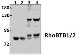 Invitrogen RhoBTB1/RhoBTB2 Polyclonal Antibody 100 &mu;L; Unconjugated:Antibodies,