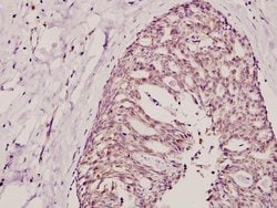 Invitrogen COX17 Polyclonal Antibody 100 &mu;L; Unconjugated:Antibodies,