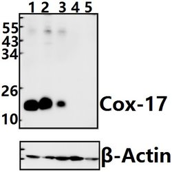 Invitrogen COX17 Polyclonal Antibody 100 &mu;L; Unconjugated:Antibodies,