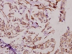 Invitrogen DATF1 Polyclonal Antibody 100 &mu;L; Unconjugated:Antibodies,