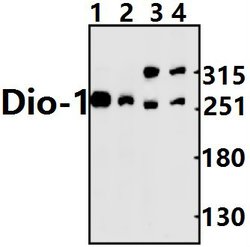 Invitrogen DATF1 Polyclonal Antibody 100 &mu;L; Unconjugated:Antibodies,