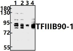 Invitrogen BRF1 Polyclonal Antibody 100 &mu;L | Buy Online | Invitrogen&trade; | Fisher Scientific
