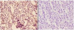 Invitrogen ADORA3 Polyclonal Antibody 100 &mu;L; Unconjugated:Antibodies,