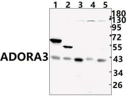Invitrogen ADORA3 Polyclonal Antibody 100 &mu;L; Unconjugated:Antibodies,