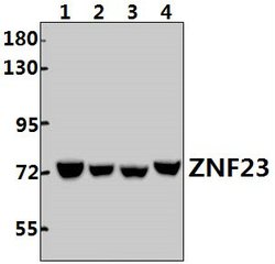 Invitrogen ZNF23 Polyclonal Antibody 100 &mu;L; Unconjugated:Antibodies,