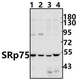 Invitrogen SRSF4 Polyclonal Antibody 100 μL; Unconjugated:Antibodies,