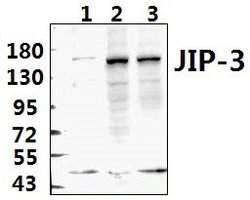 Invitrogen JIP3 Polyclonal Antibody 100 &mu;L; Unconjugated:Antibodies,