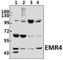 EMR4 Polyclonal Antibody:Antibodies, Polyclonal