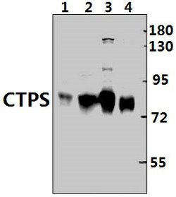 Invitrogen CTPS Polyclonal Antibody 100 &mu;L; Unconjugated:Antibodies,
