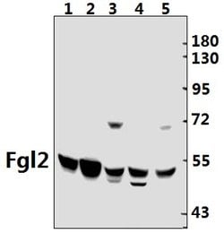 Invitrogen FGL2 Polyclonal Antibody 100 &mu;L; Unconjugated:Antibodies,