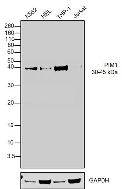 Invitrogen PIM1 Polyclonal Antibody 100 &mu;L; Unconjugated:Antibodies,