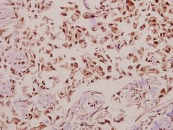 Invitrogen DNAJB4 Polyclonal Antibody 100 &mu;L; Unconjugated:Antibodies,