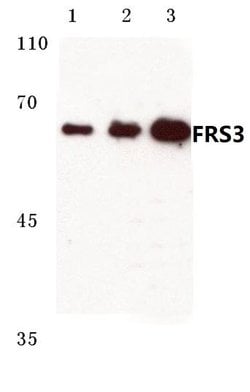 Invitrogen FRS3 Polyclonal Antibody 100 &mu;L; Unconjugated:Antibodies,