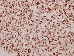 Invitrogen RPL39 Polyclonal Antibody 100 &mu;L; Unconjugated:Antibodies,