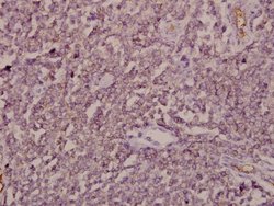 Invitrogen ARF4 Polyclonal Antibody 100 &mu;L; Unconjugated:Antibodies,