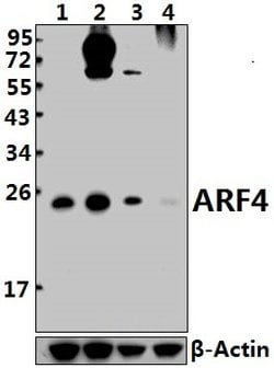 Invitrogen ARF4 Polyclonal Antibody 100 &mu;L; Unconjugated:Antibodies,