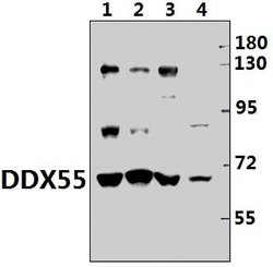 Invitrogen DDX55 Polyclonal Antibody 100 &mu;L; Unconjugated:Antibodies,