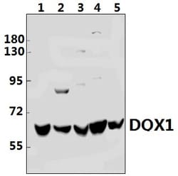 Invitrogen DQX1 Polyclonal Antibody 100 &mu;L; Unconjugated:Antibodies,