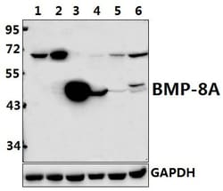 Invitrogen BMP-8A Polyclonal Antibody 100 &mu;L; Unconjugated:Antibodies,