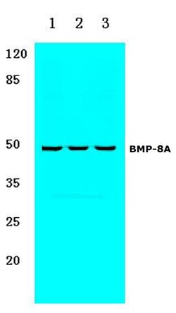 Invitrogen BMP-8A Polyclonal Antibody 100 &mu;L; Unconjugated:Antibodies,