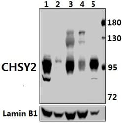 Invitrogen CHPF Polyclonal Antibody 100 &mu;L; Unconjugated:Antibodies,