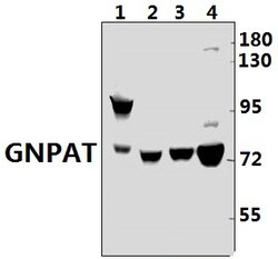 Invitrogen GNPAT Polyclonal Antibody 100 &mu;L; Unconjugated:Antibodies,