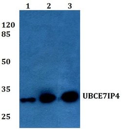 Invitrogen RNF144A Polyclonal Antibody 100 &mu;L; Unconjugated:Antibodies,