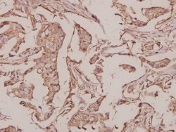Invitrogen INSL4 Polyclonal Antibody 100 &mu;L; Unconjugated:Antibodies,